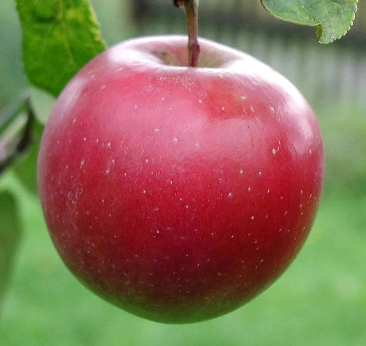 Pommier Rouville